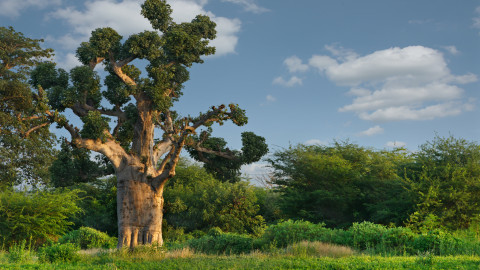 Senegal: Entre o Atlântico e a Alma Africana